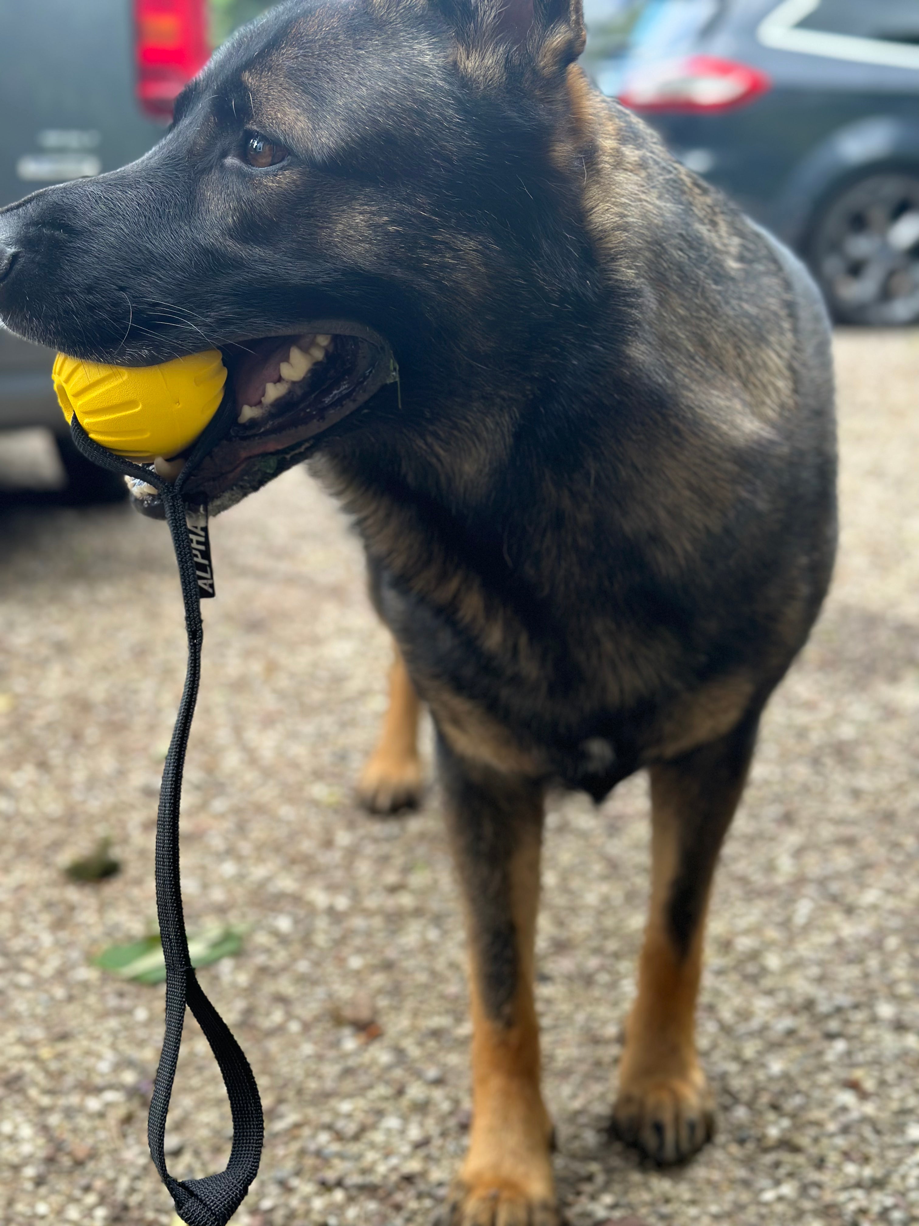 Eva Foam Dog Training Ball